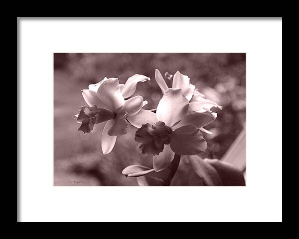 Orchid Framed Print featuring the photograph An Orchid Dream by Kerri Ligatich