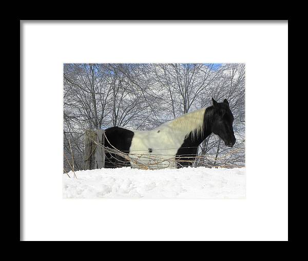 Horse Framed Print featuring the photograph An Oreo Horse In The Snow by Kim Galluzzo