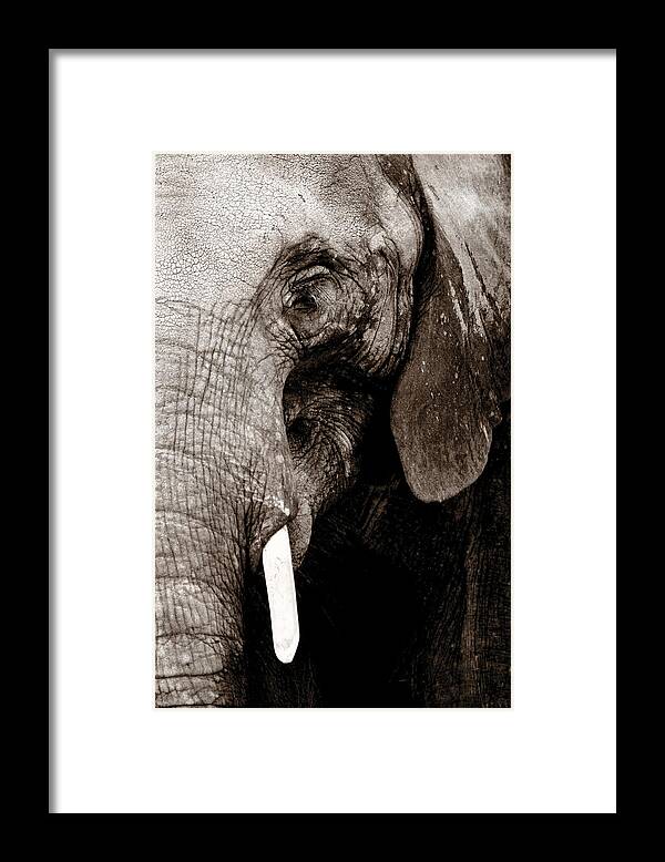 African Elephant Framed Print featuring the photograph Ancient Face by Angela Rath
