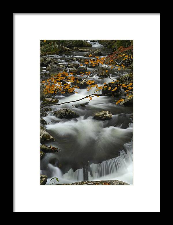 Gsmnp Framed Print featuring the photograph Ancient River in Great Smoky Mountains by Darrell Young