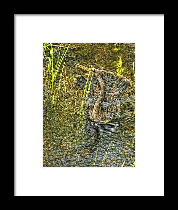Birds Framed Print featuring the photograph Anhinga's Catch of the Day by Beverly Hanson