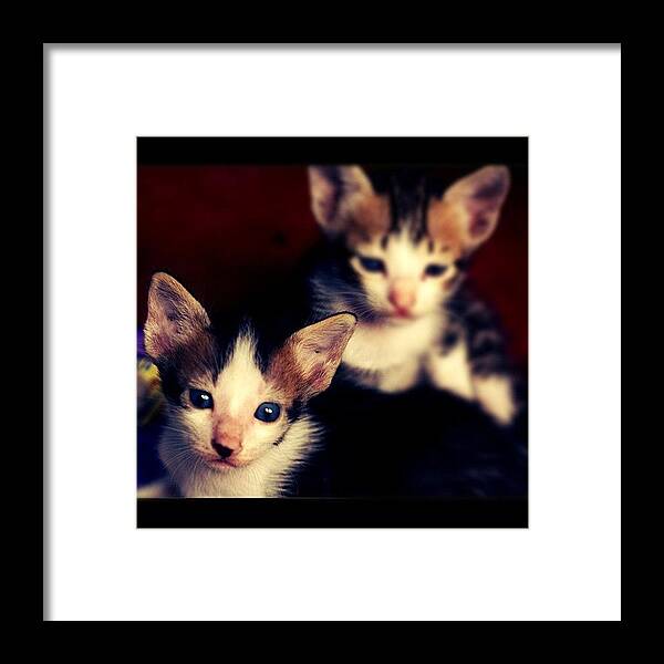 Petstagram Framed Print featuring the photograph #animal #cute #cat #love #igers by Fajar Triwahyudi