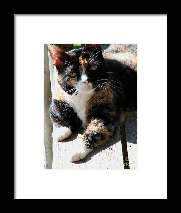 Cat Framed Print featuring the photograph Annie Banannie by Rory Siegel