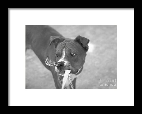 Boxer Framed Print featuring the photograph Another Butterfly After My Friends Dog by John Kolenberg