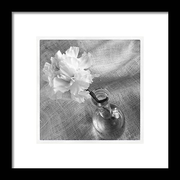 Carnations Framed Print featuring the photograph Another Carnation Still Life! by Lynne Daley