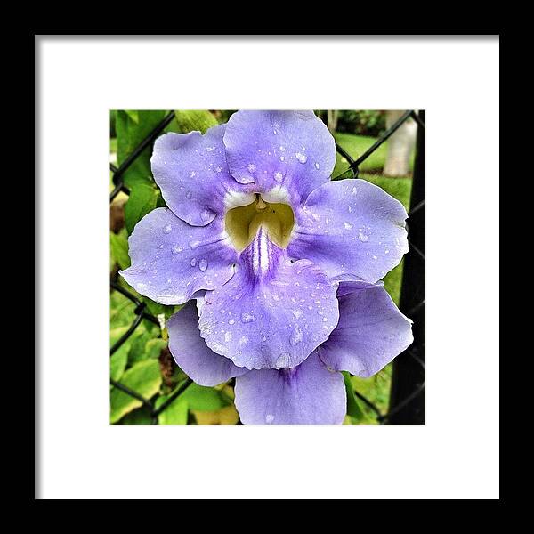 Blue Framed Print featuring the photograph Another Flower Shot #flower #lavender by Emily W