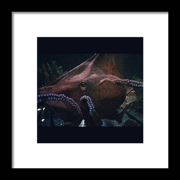 Nature_seekers Framed Print featuring the photograph Another Sea Creature :) by Saul Jesse Beas