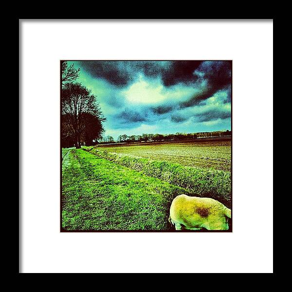 Instagram Framed Print featuring the photograph Another Walk With The #dogs by Wilbert Claessens