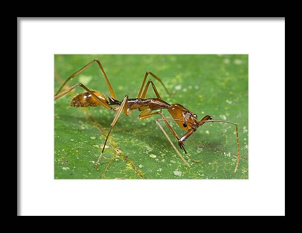 00298481 Framed Print featuring the photograph Ant Showing Large Mandibles Guyana by Piotr Naskrecki
