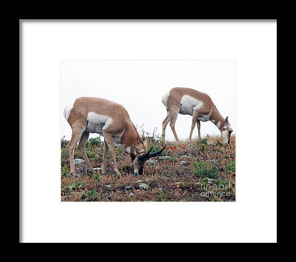 Pronghorn Antelope Framed Print featuring the photograph Antelopes Grazing by Art Whitton