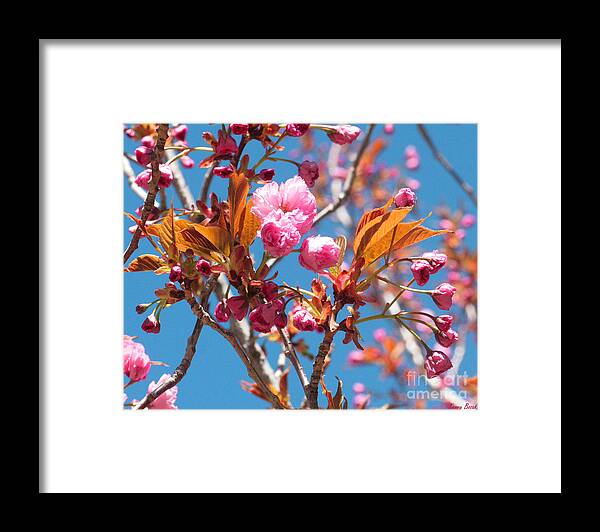 04-22-12 Easter Merit Lake Arrowhead Flowers Framed Print featuring the photograph Apple Blossoms Amongst Blue Sky by Kenny Bosak