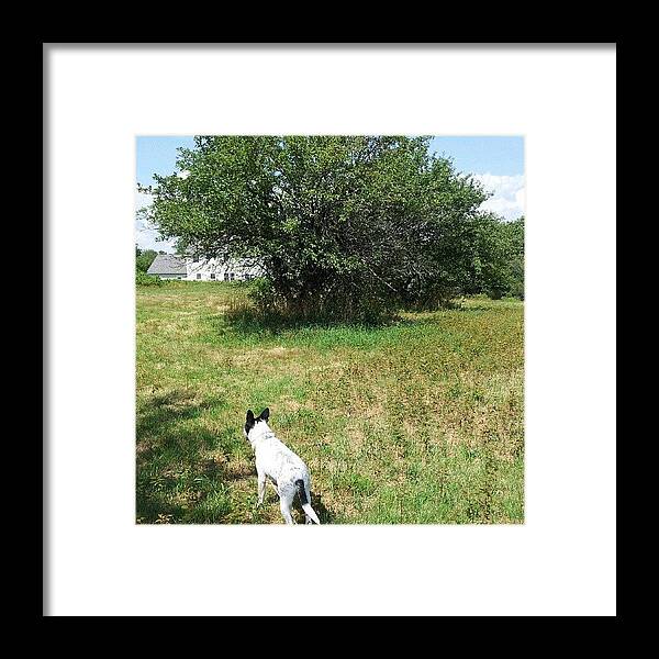 Appletrees Framed Print featuring the photograph Apple Trees #appletrees #appletree by Beth B