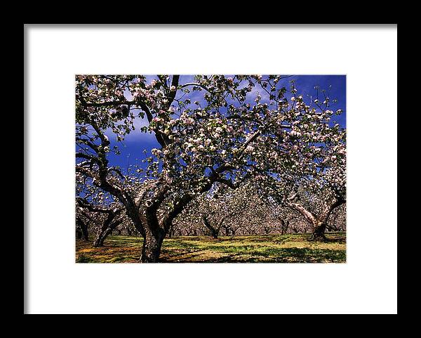 Apple Orchard Framed Print featuring the photograph Apple Trees In An Orchard, County by The Irish Image Collection 