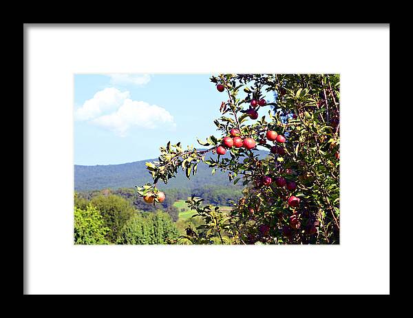 Apples Framed Print featuring the photograph Apples on a Tree by Susan Leggett