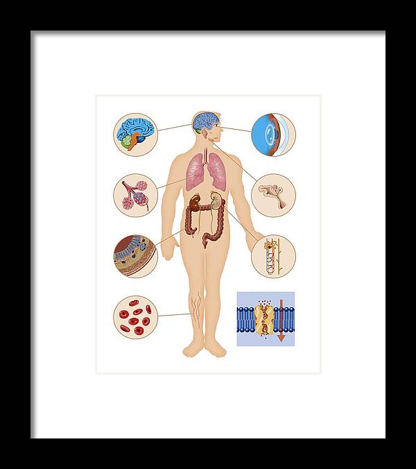 Aquaporin Framed Print featuring the photograph Aquaporin Roles In The Body by Art For Science