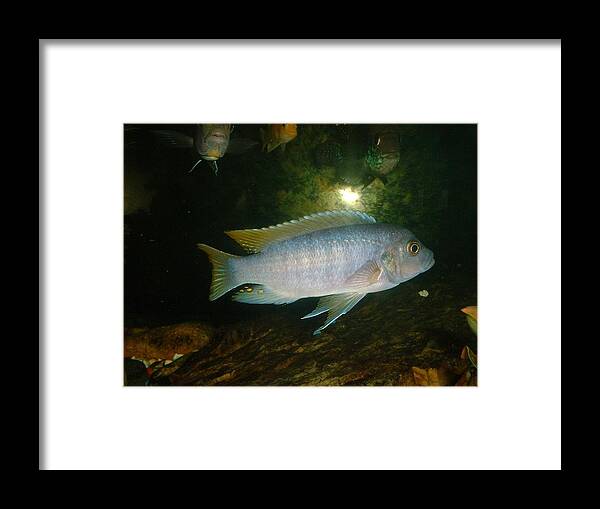 Fish Framed Print featuring the photograph Aquarium Life by Bonfire Photography