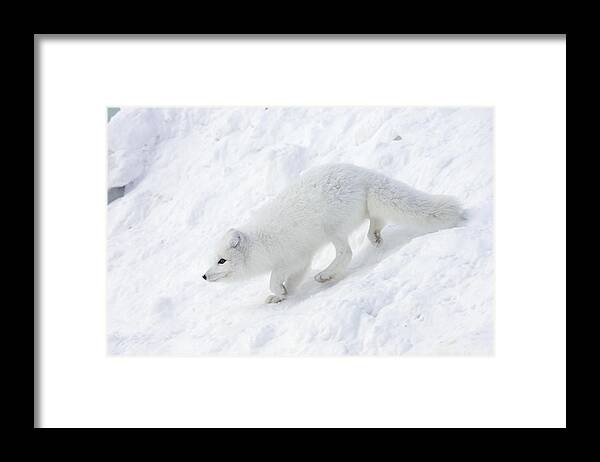 Mp Framed Print featuring the photograph Arctic Fox Alopex Lagopus On Snow Drift by Matthias Breiter
