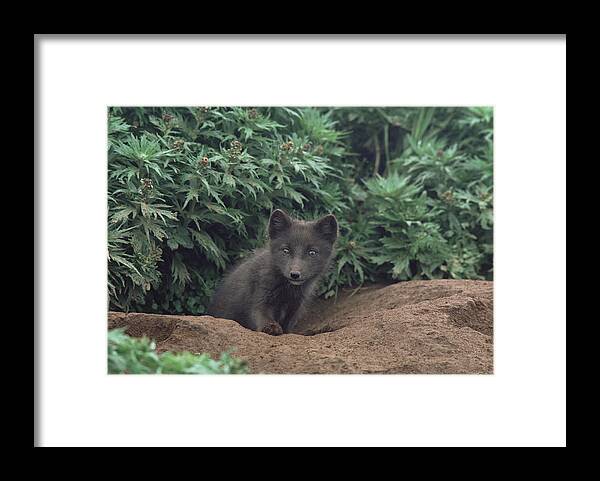 Mp Framed Print featuring the photograph Arctic Fox Alopex Lagopus Pup At Burrow by Gerry Ellis