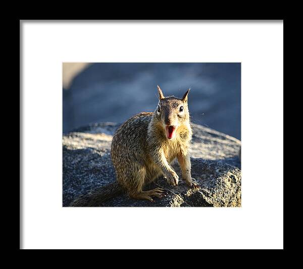 Squirrel Framed Print featuring the photograph Are You Kidding by Johanne Peale