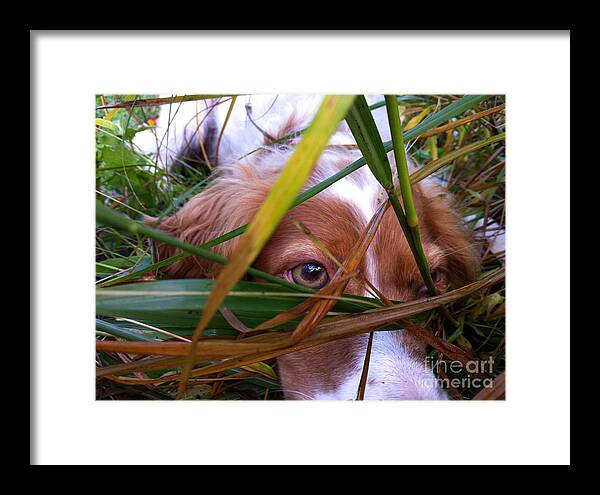 Pet Framed Print featuring the photograph Artemis Hides by Xine Segalas