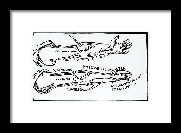 Diagram Framed Print featuring the photograph Arteries by Science Source