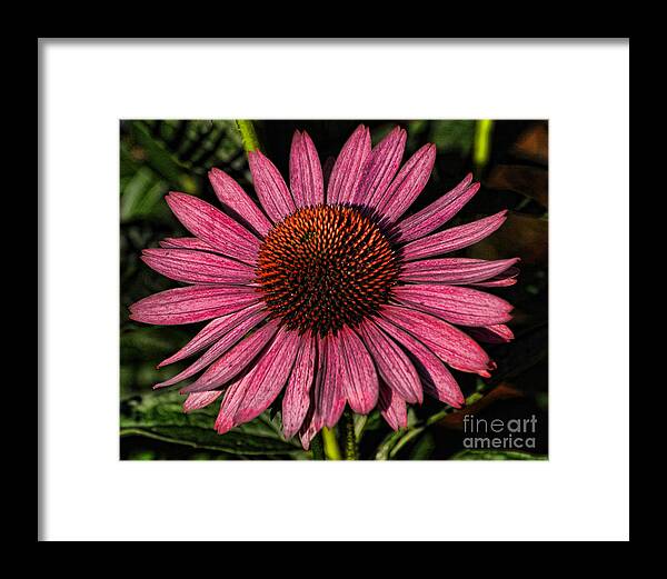 Coneflower Framed Print featuring the photograph Artistic Coneflower by Edward Sobuta