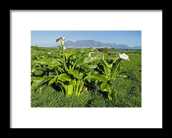 Arum Lily Framed Print featuring the photograph Arum Lily Flowers by Peter Chadwick