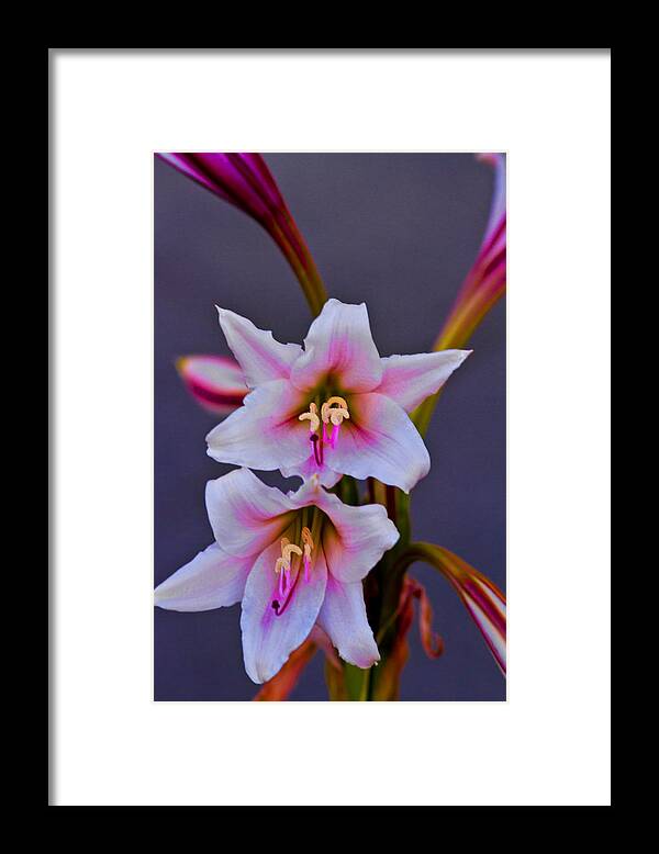 Asiatic Framed Print featuring the photograph Asiatic Lily by Bill Barber