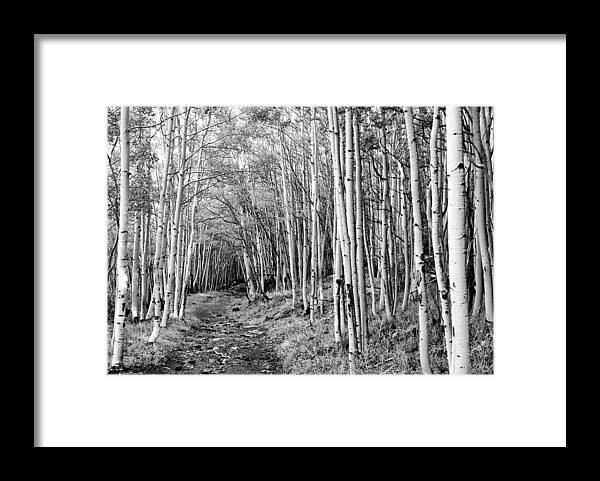 Aspen Framed Print featuring the photograph Aspen Forest by Farol Tomson