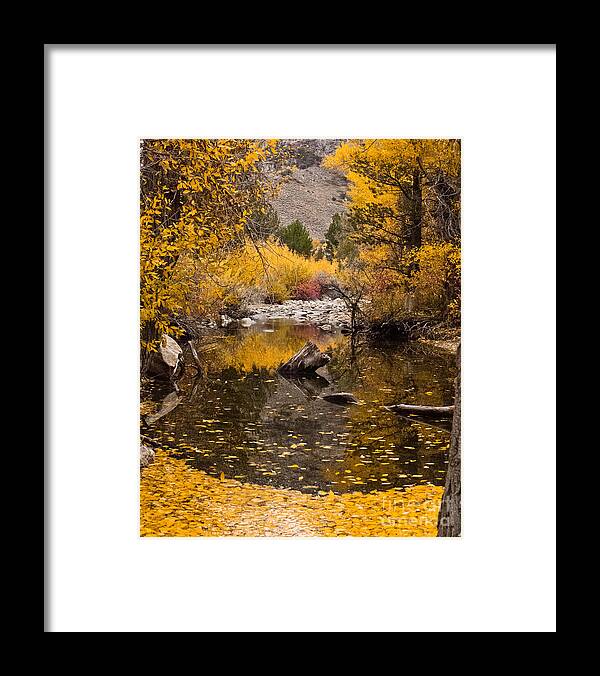 Aspen Leaves Framed Print featuring the photograph Aspen Leaves on Stream by L J Oakes