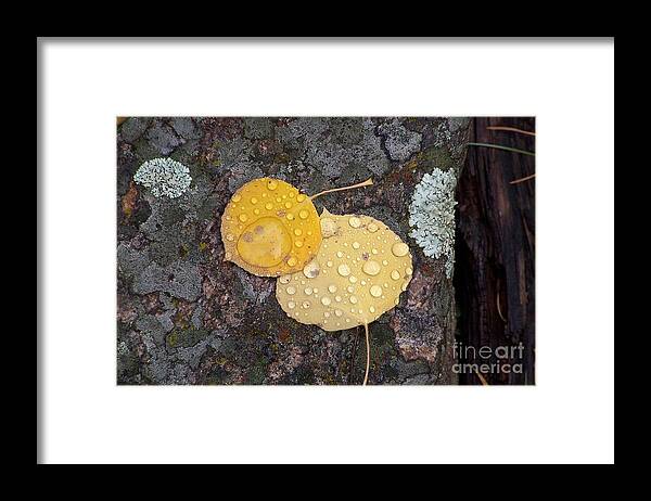 Aspen Leaves Framed Print featuring the photograph Aspen Tears by Dorrene BrownButterfield