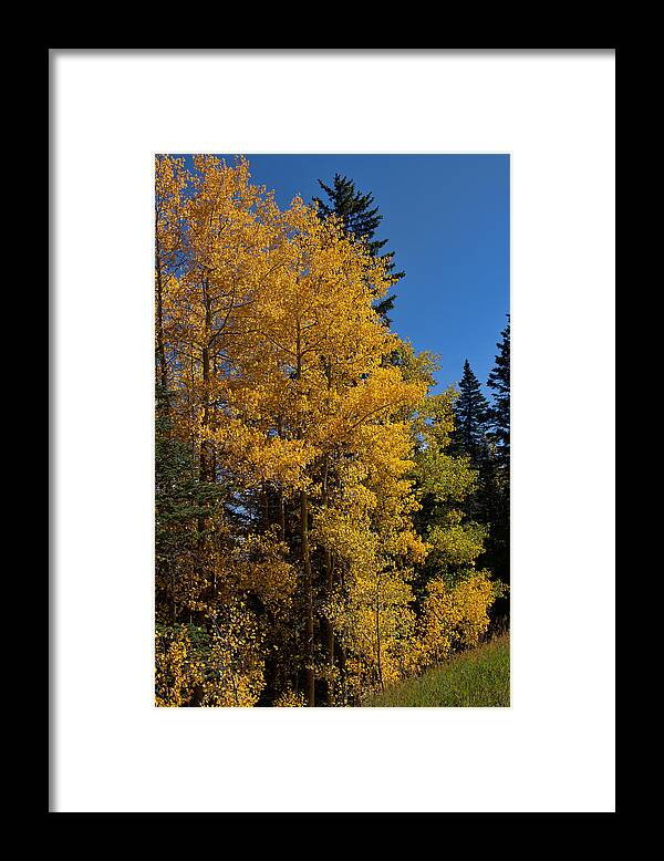 Apen Trees Framed Print featuring the photograph Aspens in Fall No 1 by Paul M Littman