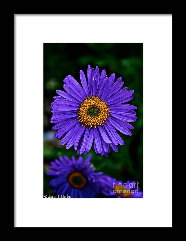 Plant Framed Print featuring the photograph Aster Trio by Susan Herber