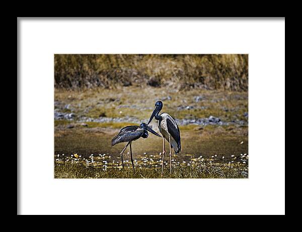 Black Necked Storks Framed Print featuring the photograph At the Billabong by Douglas Barnard