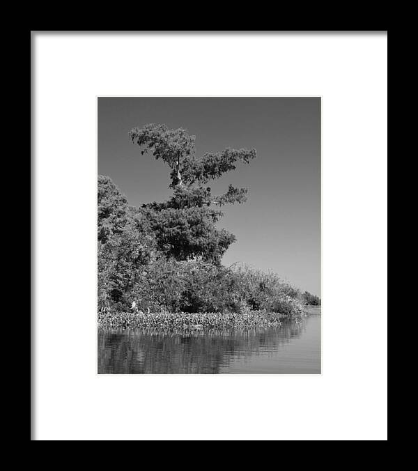 Tree Framed Print featuring the photograph Atchafalaya Basin 25 Southern Louisiana by Maggy Marsh