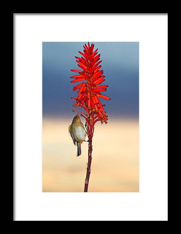 Bird Framed Print featuring the photograph Atlantic Canary by Ralf Kaiser