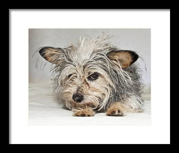 Attitude Framed Print featuring the photograph Attitude by Jeannette Hunt