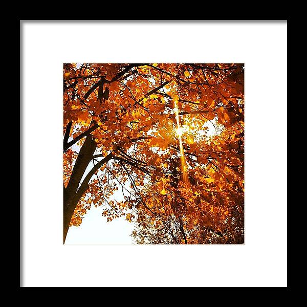 Autumn Framed Print featuring the photograph Autumn Beauty #autumn #leaves by Lucy Siciliano