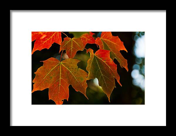 Landscape Framed Print featuring the photograph Autumn Glory by Cheryl Baxter