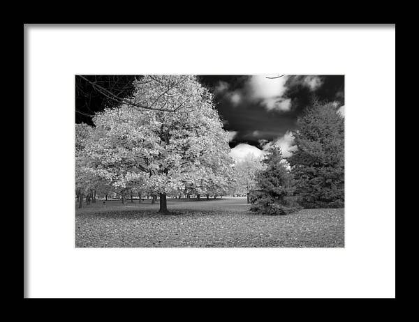 Forest Framed Print featuring the photograph Autumn in Niagara by Guy Whiteley