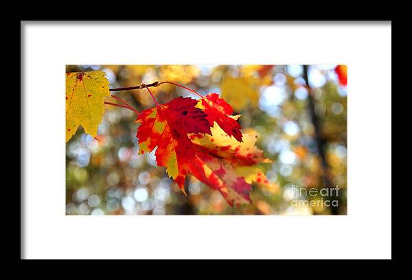 Adrian Laroque Framed Print featuring the photograph Autumn Leaves by LR Photography
