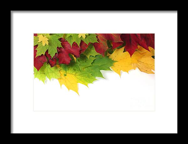 Autumn Framed Print featuring the photograph Autumn leaves in colour by Simon Bratt