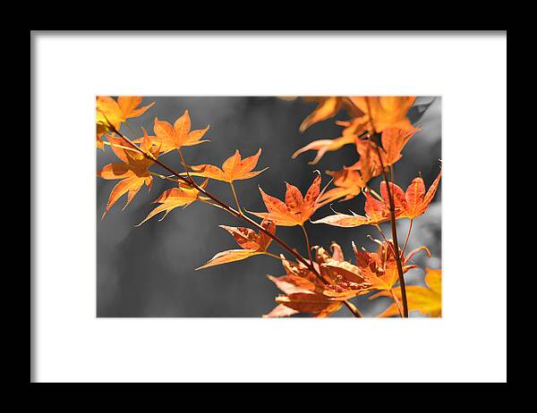 Botanical Framed Print featuring the photograph Autumn Leaves by Sandy Fisher