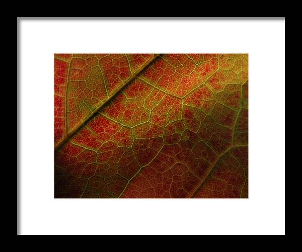 Close Up Leaf Framed Print featuring the photograph Autumn Maple Leaf by Nancy Griswold