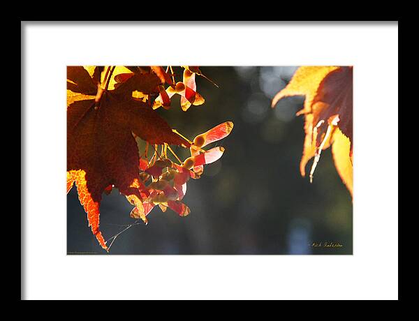 Autumn Framed Print featuring the photograph Autumn Maple by Mick Anderson