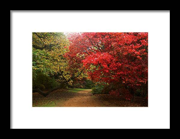 Virginia Water Framed Print featuring the photograph Autumn Path by David Resnikoff