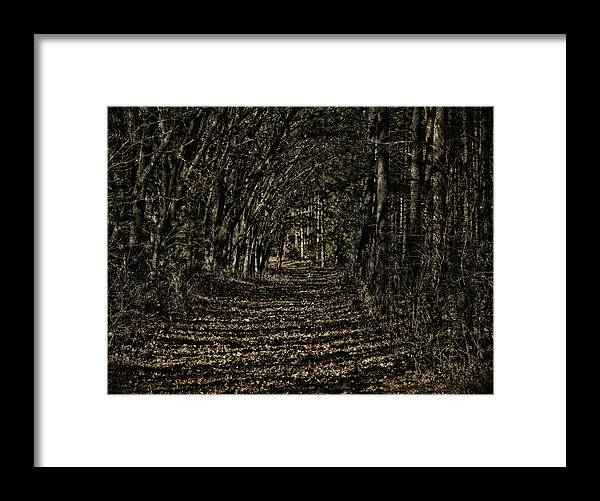 Trail Framed Print featuring the photograph Autumn Path by Thomas Young
