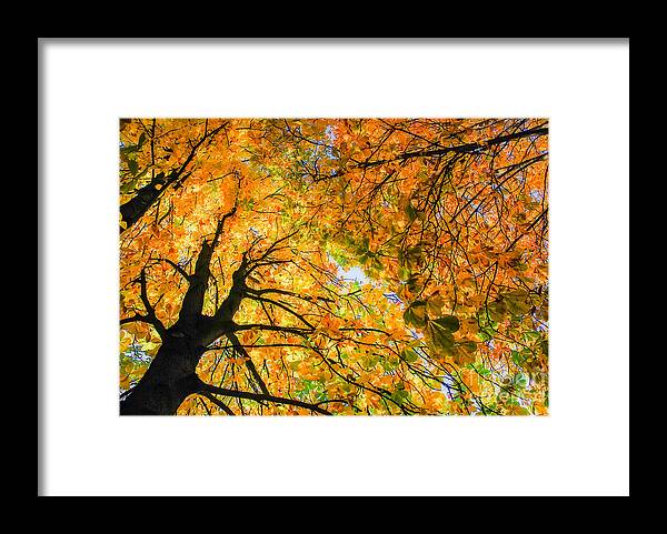 Orange Framed Print featuring the photograph Autumn Sky by Hannes Cmarits