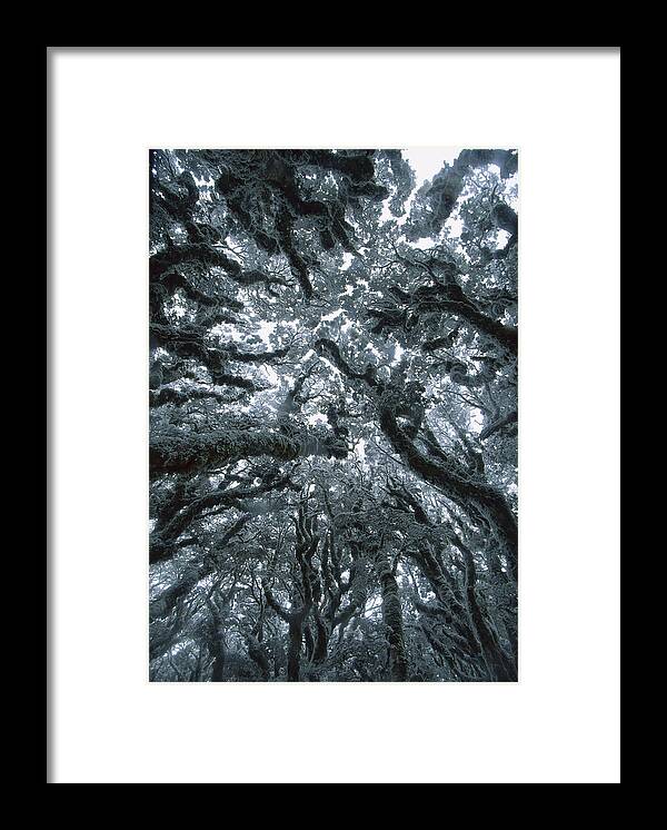Hhh Framed Print featuring the photograph Autumn Snow On Beech Trees, Routeburn by Colin Monteath