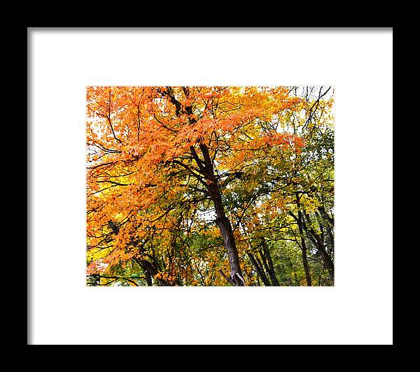 Nature Framed Print featuring the photograph Autumn Splendor by Kim Hymes